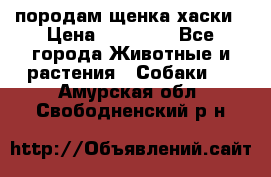 породам щенка хаски › Цена ­ 10 000 - Все города Животные и растения » Собаки   . Амурская обл.,Свободненский р-н